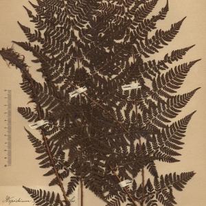Photographie n°2268681 du taxon Aspidium spinulosum var. dilatatum (Hoffm.) Balf., Bab. & W.H.Campb. [1836]