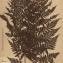  La Spada Arturo - Aspidium spinulosum var. dilatatum (Hoffm.) Balf., Bab. & W.H.Campb. [1836]