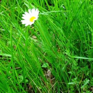 Photographie n°2268683 du taxon Leucanthemum vulgare Lam. [1779]