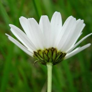 Photographie n°2268685 du taxon Leucanthemum vulgare Lam. [1779]