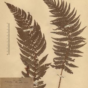 Photographie n°2268689 du taxon Aspidium angulare Kit. ex Willd. [1810]