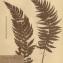  La Spada Arturo - Aspidium angulare Kit. ex Willd. [1810]