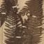  La Spada Arturo - Polystichum aculeatum (L.) Roth [1799]
