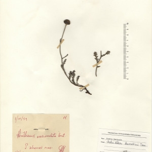 Photographie n°2268714 du taxon Achillea barrelieri (Ten.) Sch.Bip. [1855]