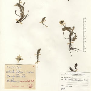 Photographie n°2268716 du taxon Achillea barrelieri (Ten.) Sch.Bip. [1855]