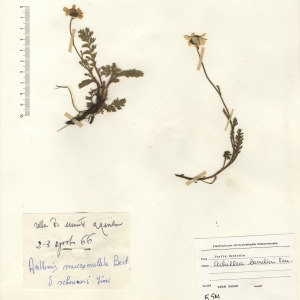 Photographie n°2268719 du taxon Achillea barrelieri (Ten.) Sch.Bip. [1855]