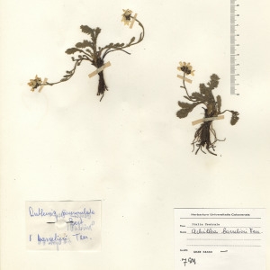 Achillea barrelieri (Ten.) Sch.Bip.