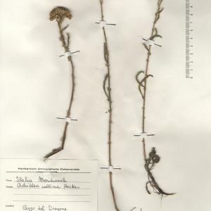  - Achillea collina (Becker ex Rchb.) Heimerl [1883]