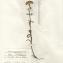  La Spada Arturo - Achillea collina (Becker ex Rchb.) Heimerl [1883]