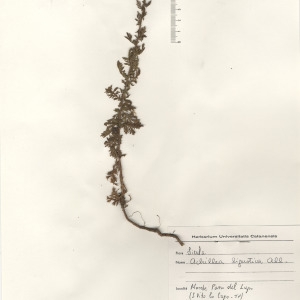 Photographie n°2268752 du taxon Achillea ligustica All. [1773]