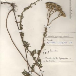 Photographie n°2268756 du taxon Achillea ligustica All. [1773]