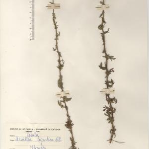 Photographie n°2268761 du taxon Achillea ligustica All. [1773]