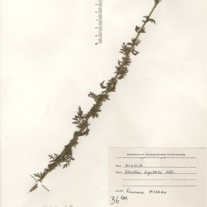 Photographie n°2268765 du taxon Achillea ligustica All. [1773]