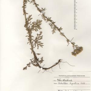 Photographie n°2268767 du taxon Achillea ligustica All. [1773]