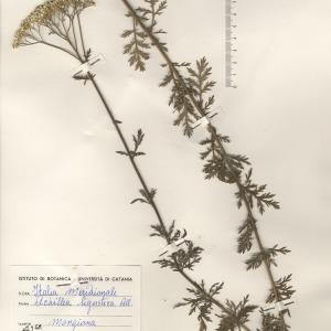 Achillea cuneata Sch.Bip. (Achillée de Ligurie)