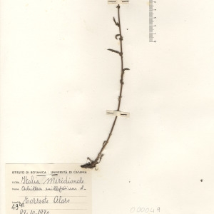  - Achillea millefolium L. [1753]