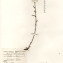  La Spada Arturo - Achillea millefolium L. [1753]