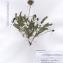  La Spada Arturo - Astragalus monspessulanus subsp. monspessulanus 