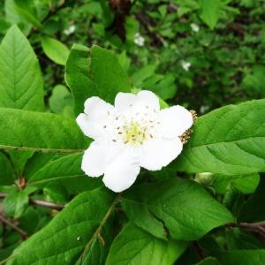 Photographie n°2268812 du taxon Crataegus germanica (L.) Kuntze [1891]