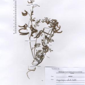 Photographie n°2268830 du taxon Hippocrepis ciliata Willd. [1808]