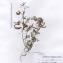  La Spada Arturo - Hippocrepis ciliata Willd. [1808]
