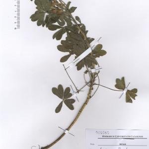  - Lupinus albus subsp. albus