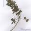  La Spada Arturo - Lupinus albus subsp. albus