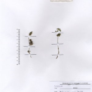  - Medicago minima var. recta (Desf.) Burnat [1896]