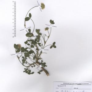 Trifolium bivonae Guss.