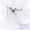  La Spada Arturo - Trifolium stellatum L. [1753]