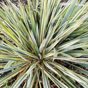 Photographie n°2268958 du taxon Yucca filamentosa L. [1753]