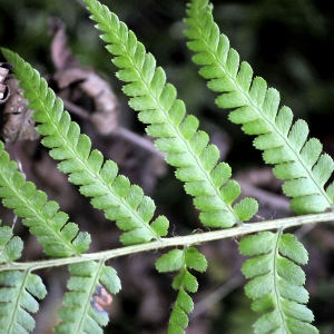 Photographie n°2268961 du taxon Dryopteris ardechensis Fraser-Jenk. [1981]