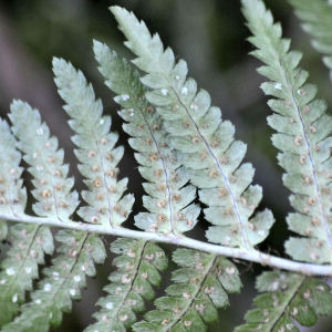 Photographie n°2268964 du taxon Dryopteris ardechensis Fraser-Jenk. [1981]