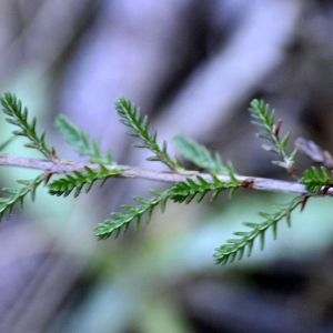 Photographie n°2268980 du taxon Calluna vulgaris (L.) Hull