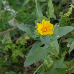 Photographie n°2268995 du taxon Calendula arvensis L. [1763]