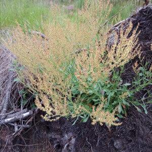 Photographie n°2269033 du taxon Rumex acetosella L. [1753]