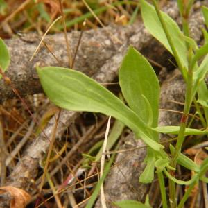Photographie n°2269035 du taxon Rumex acetosella L. [1753]