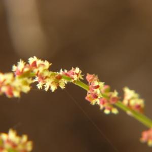 Photographie n°2269037 du taxon Rumex acetosella L. [1753]