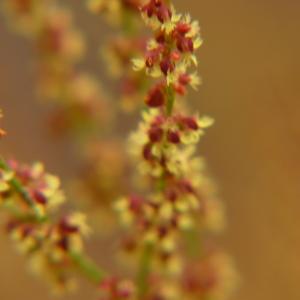 Photographie n°2269038 du taxon Rumex acetosella L. [1753]
