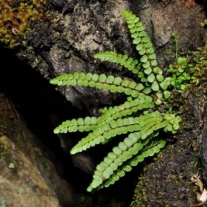 Photographie n°2269104 du taxon Asplenium adulterinum Milde [1865]