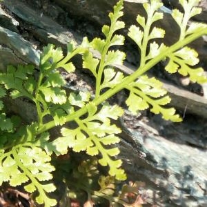 Photographie n°2269125 du taxon Asplenium cuneifolium Viv. [1806]