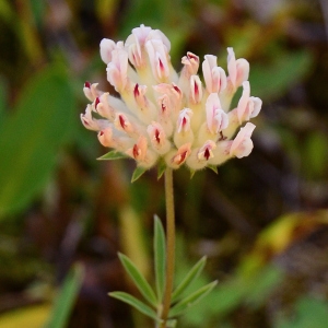 Photographie n°2269268 du taxon Anthyllis vulneraria L. [1753]