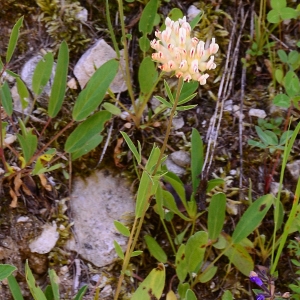 Photographie n°2269269 du taxon Anthyllis vulneraria L. [1753]