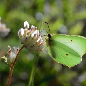 Photographie n°2269270 du taxon Anthyllis vulneraria L. [1753]