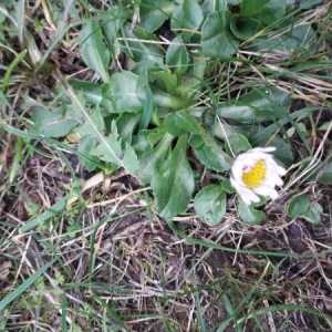 Photographie n°2269284 du taxon Bellis perennis L. [1753]