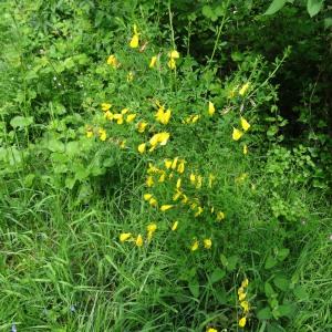 Photographie n°2269310 du taxon Cytisus scoparius subsp. scoparius 