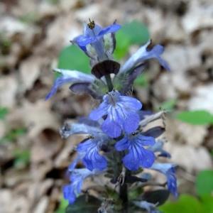 Photographie n°2269324 du taxon Ajuga reptans L. [1753]