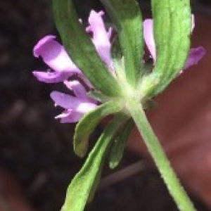 Photographie n°2269353 du taxon Scabiosa atropurpurea var. maritima (L.) Fiori [1903]