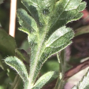 Photographie n°2269354 du taxon Scabiosa atropurpurea var. maritima (L.) Fiori [1903]