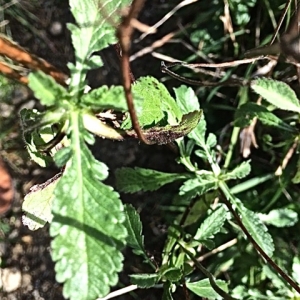 Photographie n°2269356 du taxon Scabiosa atropurpurea var. maritima (L.) Fiori [1903]